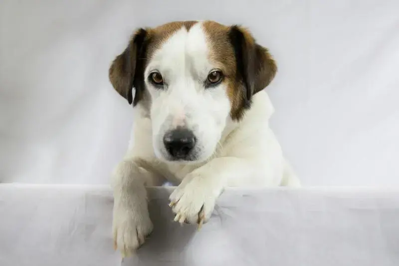 causeanimal