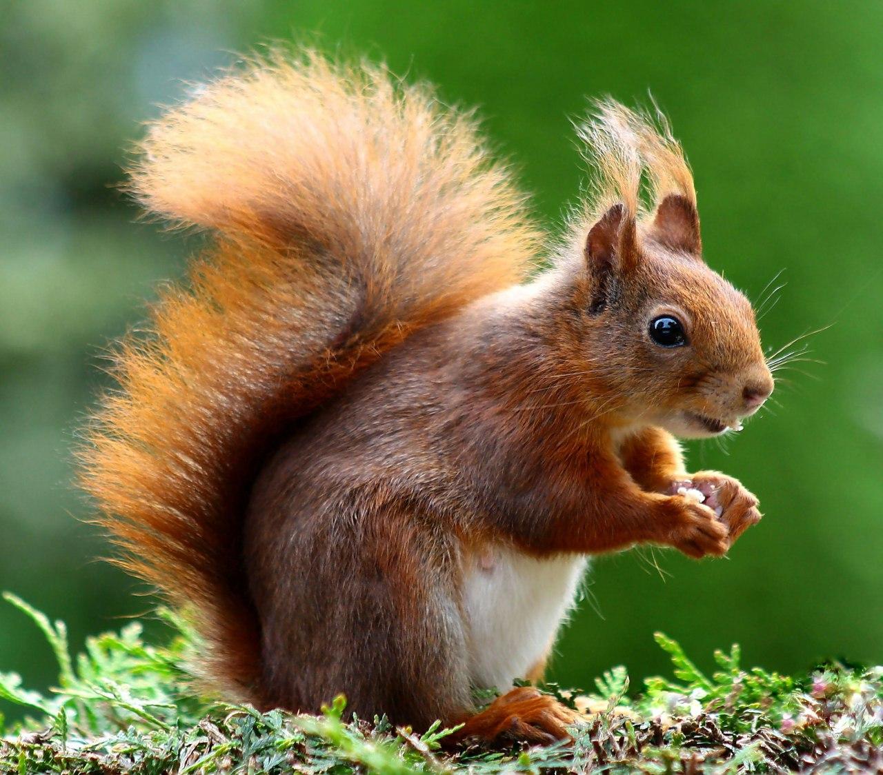 Animal 1