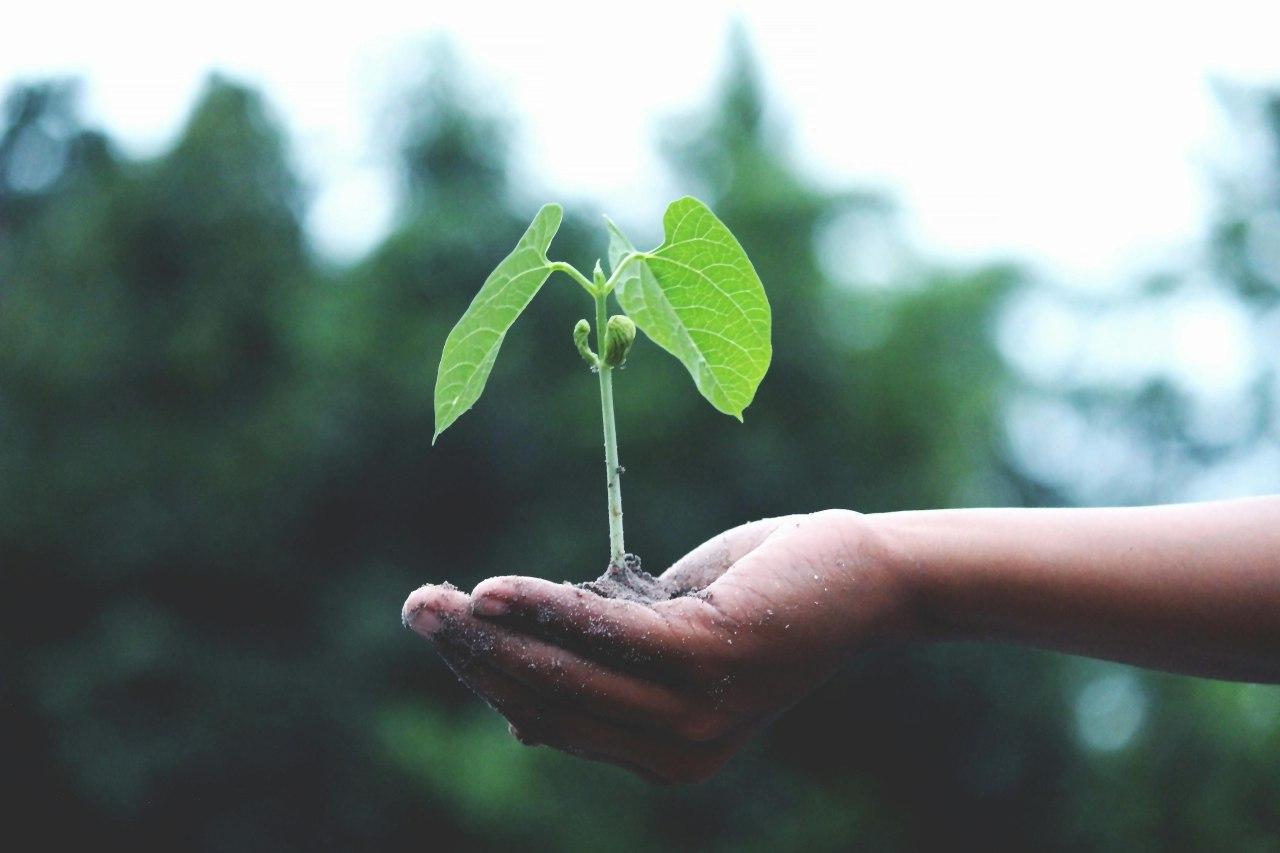 Ecologie 1