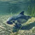 le vaquita